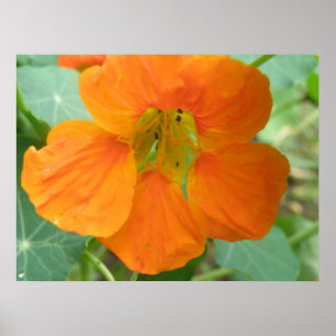 Hübsche Orange Nasturtium Blume drucken Poster
