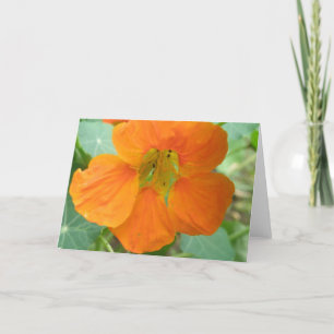 Hübsche Orange Nasturtium Blume Grußkarte Karte