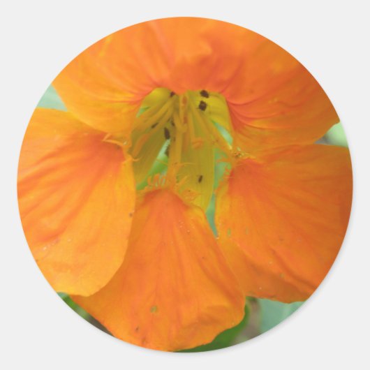 Hübsche Orange Nasturtium Blume Stickers (Vorderseite)