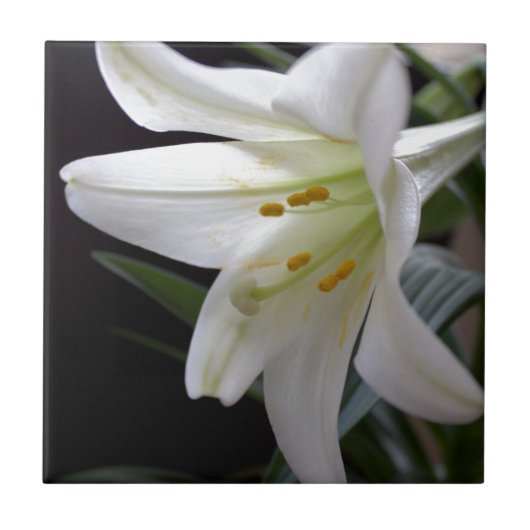 Hübsche Osterlilie-Blume in Schwarz Fliese (Vorderseite)