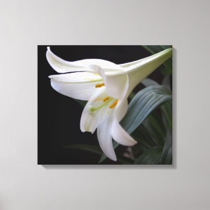 Hübsche Osterlilie-Blume in Schwarz Leinwanddruck