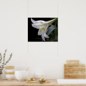 Hübsche Osterlilie-Blume in Schwarz Poster (Küche)
