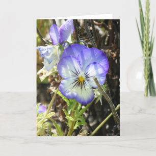 "Hübsche Pansy" Karte
