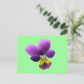 Hübsche Pansy Postkarte (Stehend Vorderseite)
