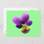Hübsche Pansy Postkarte (Vorne/Hinten)