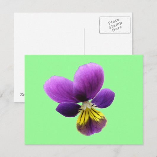 Hübsche Pansy Postkarte (Vorne/Hinten)