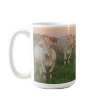 Hübsche Pastel Charolais Rinder auf Weiden