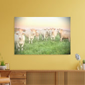 Hübsche Pastel Charolais Rinder auf Weiden Leinwanddruck (Insitu (Wohnzimmer))