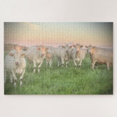 Hübsche Pastel Charolais Rinder auf Weiden Puzzle (Horizontal)