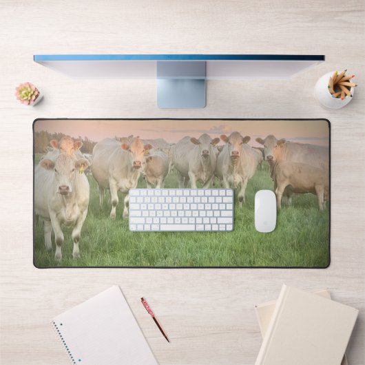 Hübsche Pastel Charolais Rinder auf Weiden Schreibtischunterlage (Büro 1)