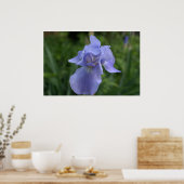 Hübsche Periwinkle Iris-Blume Poster (Küche)