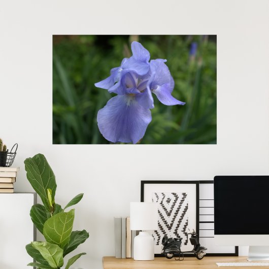 Hübsche Periwinkle Iris-Blume Poster (Heimbüro)