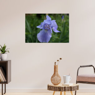 Hübsche Periwinkle Iris-Blume Poster