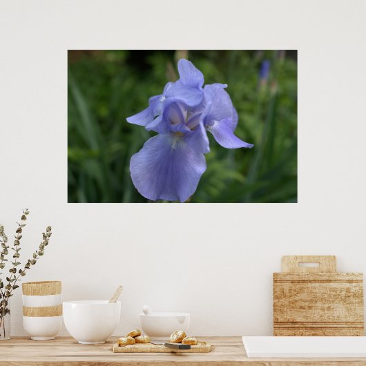 Hübsche Periwinkle Iris-Blume Poster (Küche)