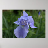 Hübsche Periwinkle Iris-Blume Poster (Vorne)