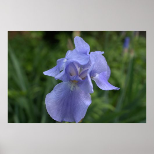 Hübsche Periwinkle Iris-Blume Poster (Vorne)