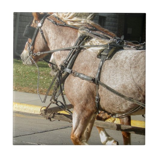 Hübsche Pferde Fliese (Vorderseite)