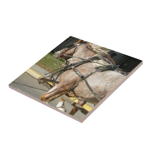 Hübsche Pferde Fliese (Seite)