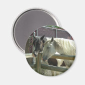 Hübsche Pferde Magnet (Vorderseite/Rückseite)