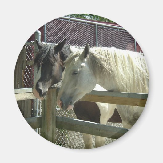 Hübsche Pferde Magnet (Vorne)