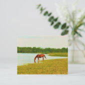 Hübsche Pferdepostkarte Postkarte (Stehend Vorderseite)
