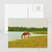 Hübsche Pferdepostkarte Postkarte (Vorne/Hinten)