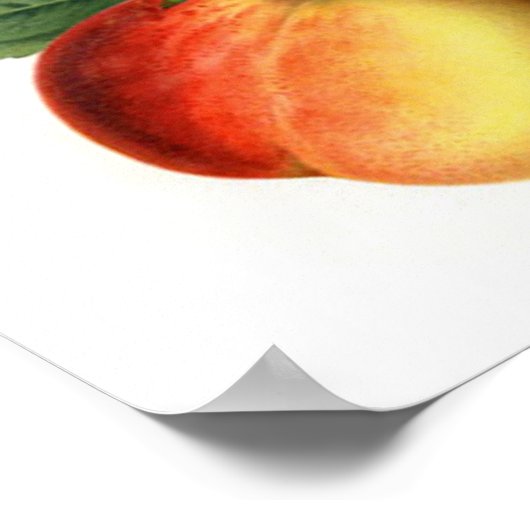 Hübsche Pfirsiche Poster (Ecke)