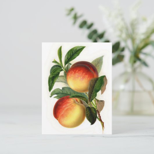 Hübsche Pfirsiche Postkarte (Stehend Vorderseite)