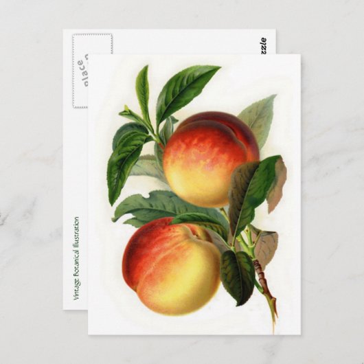 Hübsche Pfirsiche Postkarte (Vorne/Hinten)