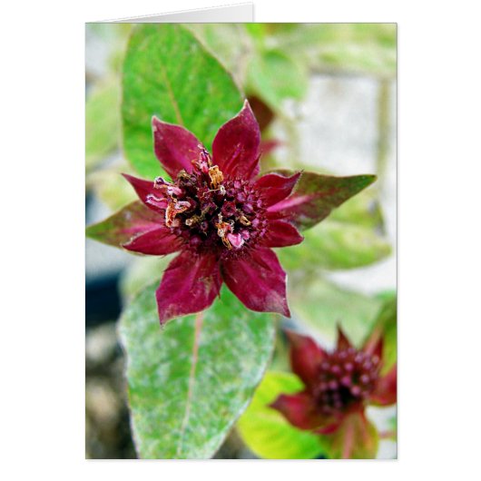 Hübsche Pflanze (Vorne)