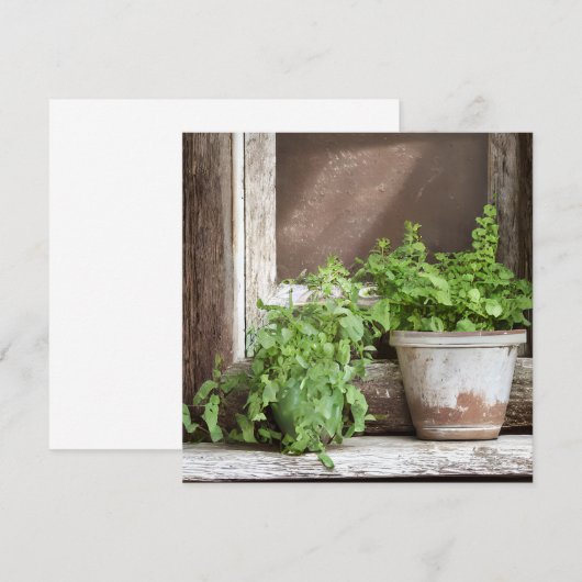 Hübsche Pflanze im rustikalen Fenster (Vorne/Hinten)