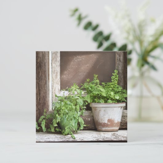 Hübsche Pflanze im rustikalen Fenster (Stehend Vorderseite)