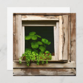 Hübsche Pflanze im rustikalen Fenster mit gewitter (Vorne/Hinten)