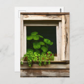 Hübsche Pflanze im rustikalen Fenster mit gewitter Postkarte (Vorne/Hinten)