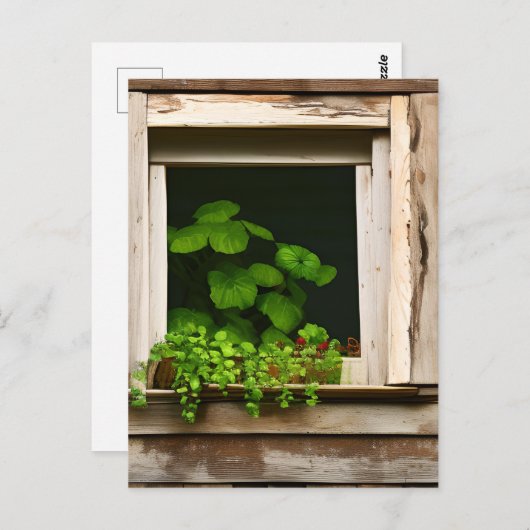 Hübsche Pflanze im rustikalen Fenster mit gewitter Postkarte (Vorne/Hinten)
