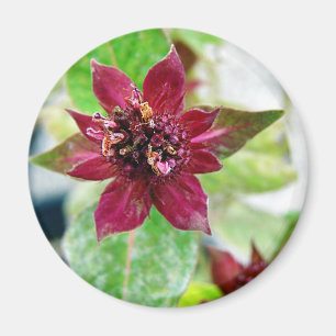 Hübsche Pflanze Magnet