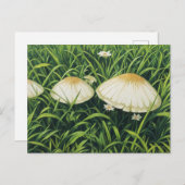 Hübsche Pilze Postkarte (Vorne/Hinten)