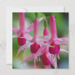 Hübsche Pink Fuchsia-Blume