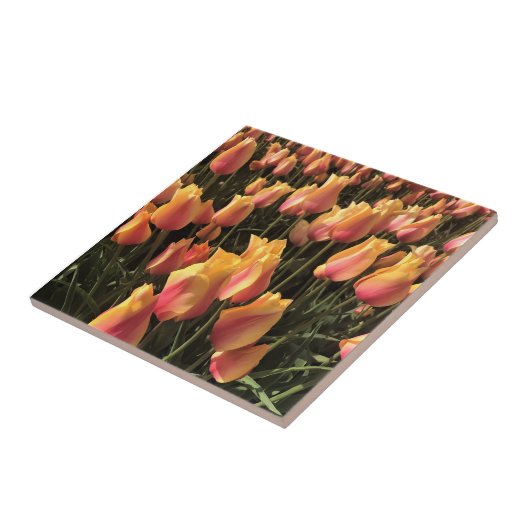 Hübsche Pink-gelbe Tulpen Fliese (Seite)