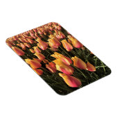Hübsche Pink-gelbe Tulpen Magnet (Rechte Seite)