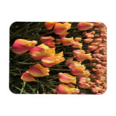 Hübsche Pink-gelbe Tulpen Magnet (Horizontal)