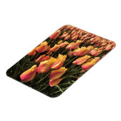 Hübsche Pink-gelbe Tulpen Magnet (Linke Seite)