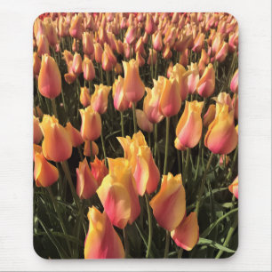 Hübsche Pink-gelbe Tulpen Mousepad