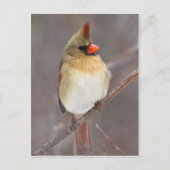 Hübsche Pose Postkarte (Vorderseite)