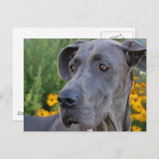 Hübsche Postkarte (Vorne/Hinten)