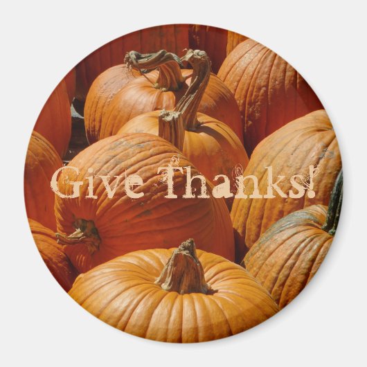 Hübsche Pumpkins in einem Patch Magnet (Vorne)