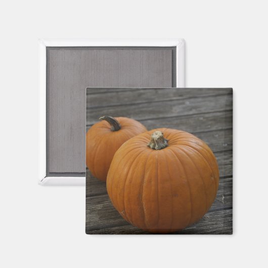 Hübsche Pumpkins Magnet (Vorderseite/Rückseite)