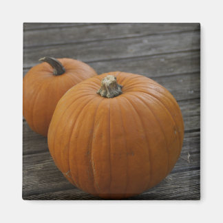 Hübsche Pumpkins Magnet