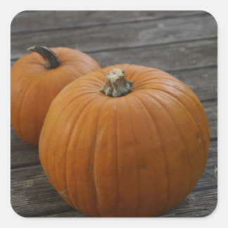 Hübsche Pumpkins Quadratischer Aufkleber