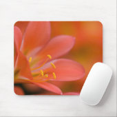 Hübsche Red Clivia-Blume Mousepad (Mit Mouse)
